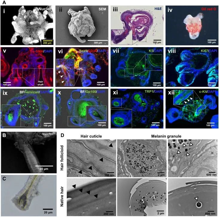 拯救脱发新思路!《Science》子刊:毛干生成率近100%