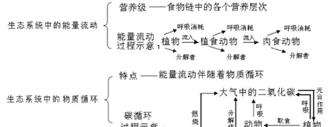 蓝鲸一次性排便2吨！被称为大自然的馈赠，其粪便到底有何作用？