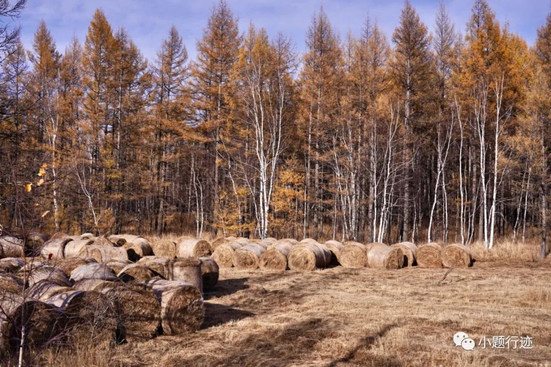 阿尔山|阿尔山的秋天可以有多美?美到醉景,美到来了不想走!