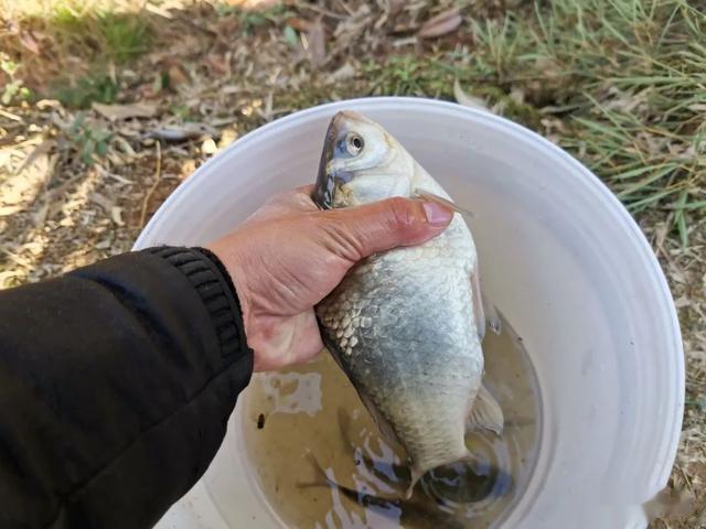 鲫鱼|误把“土鲶”当“塘鲺”,盘点几种常被认错的鱼,老钓手也分不清