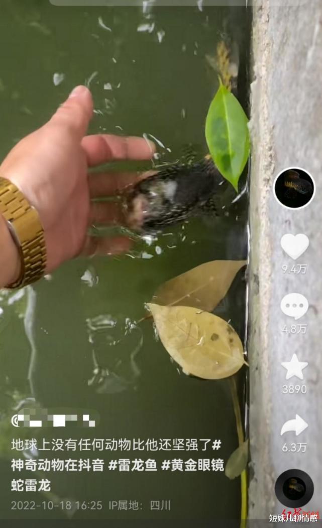 \无头鱼\存活多日还能游!专家:未伤及要害,最后一般还是活不了