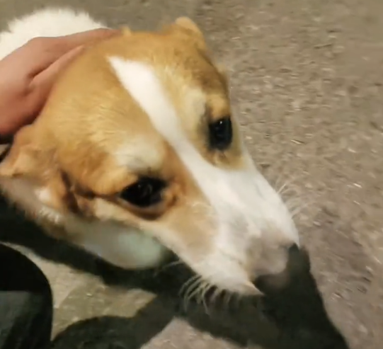 深夜独自徘徊的柯基犬，等了许久也没能等到主人，小哥：天很冷，请别抛弃它们