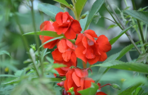 芦笋 古人也爱美甲?快来看看古人如何养护指甲的吧!