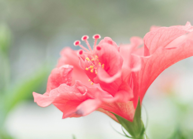 属龙|惹不起！属龙、鸡、羊，2022年好运不减，人旺财旺，赚盆钵满满