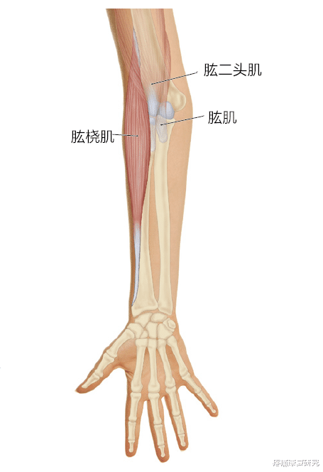 经络|【筋膜线与经络】上肢前向筋膜线与手太阴肺经