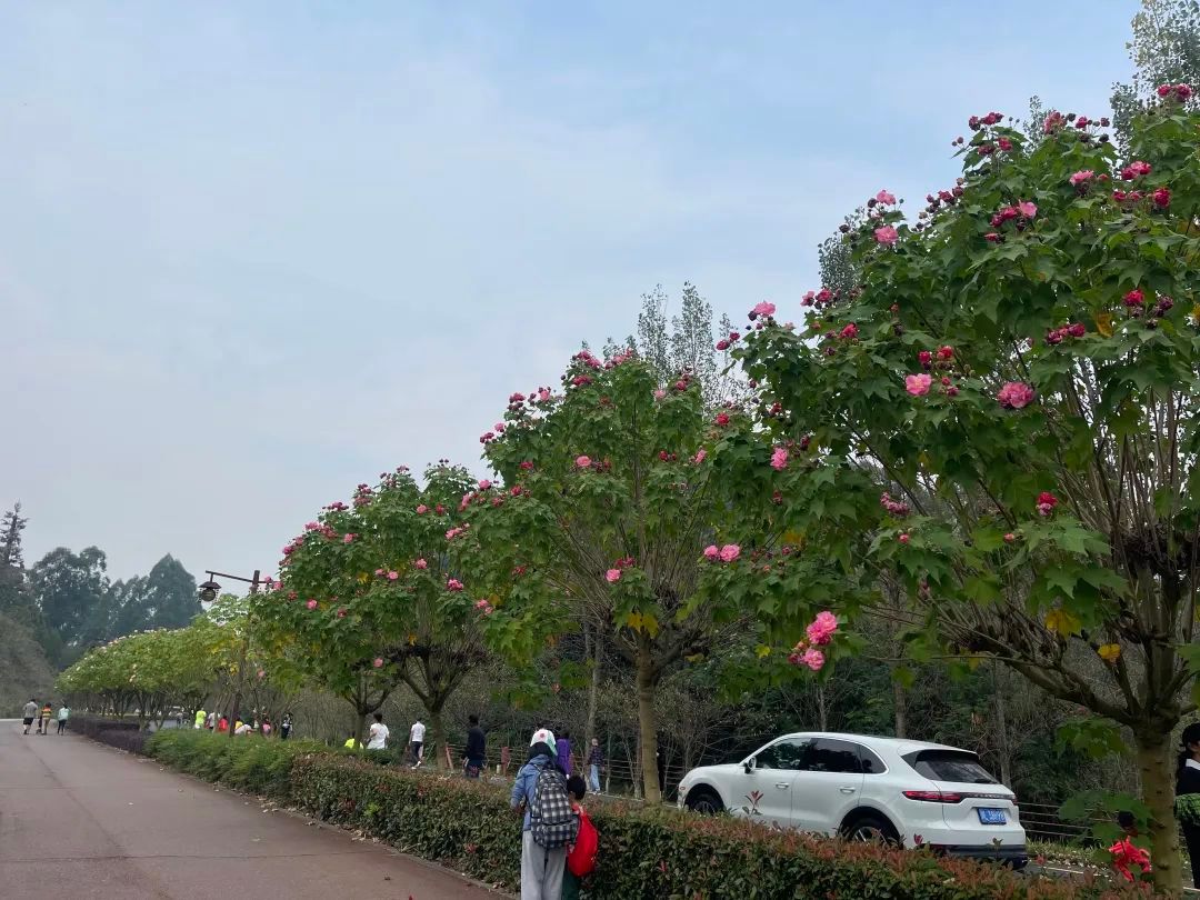 嘉州|波斯菊、芙蓉…绿心公园超美花海又来了！快去打卡！