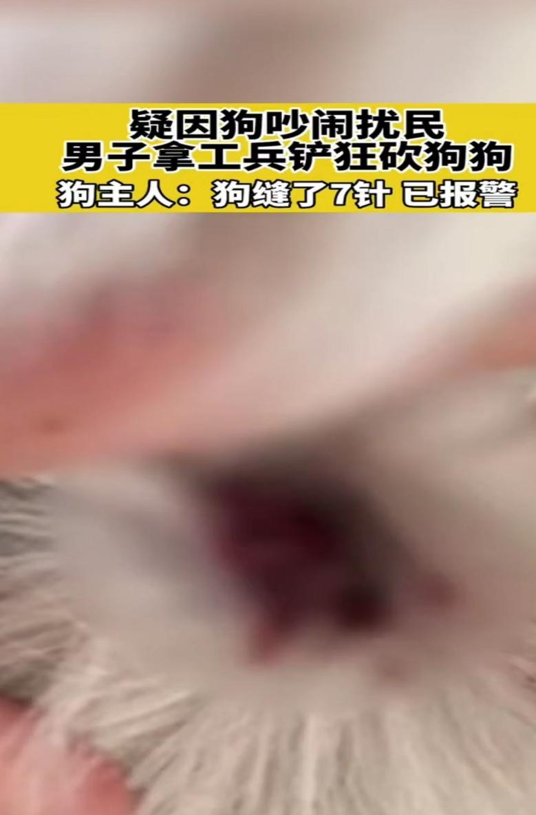 男子疑因狗叫声吵闹,拿工兵铲狂铲狗狗十多下