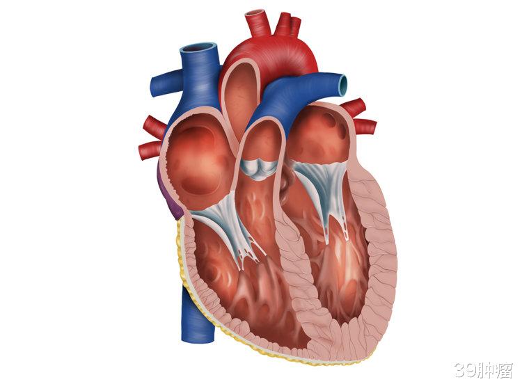 血栓|血栓抽吸术问世,心脏支架手术要被医院淘汰?真相来了