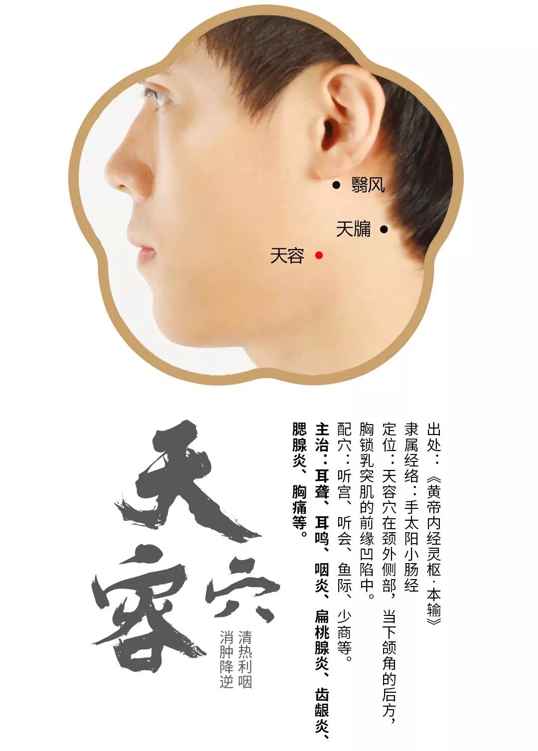 短发 天容穴,面部护理常用的美容养颜穴位,不论男女都值得了解的穴位