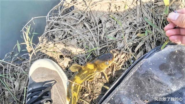 猪肝|夏天野钓黄辣丁,明白5大要点,掌握3款窝料,连竿上鱼不断