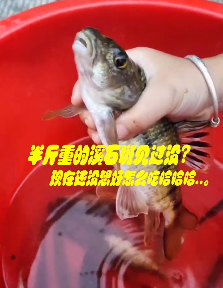 饵料|老成精了！福建钓友深山钓起“溪石斑鱼王”，网友：我钓的会放生