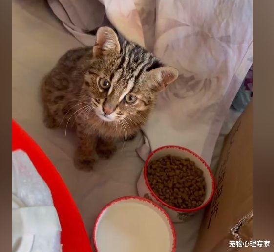 女子捡到1只流浪猫，越看越觉得不对，闺蜜：这并不是一般的猫