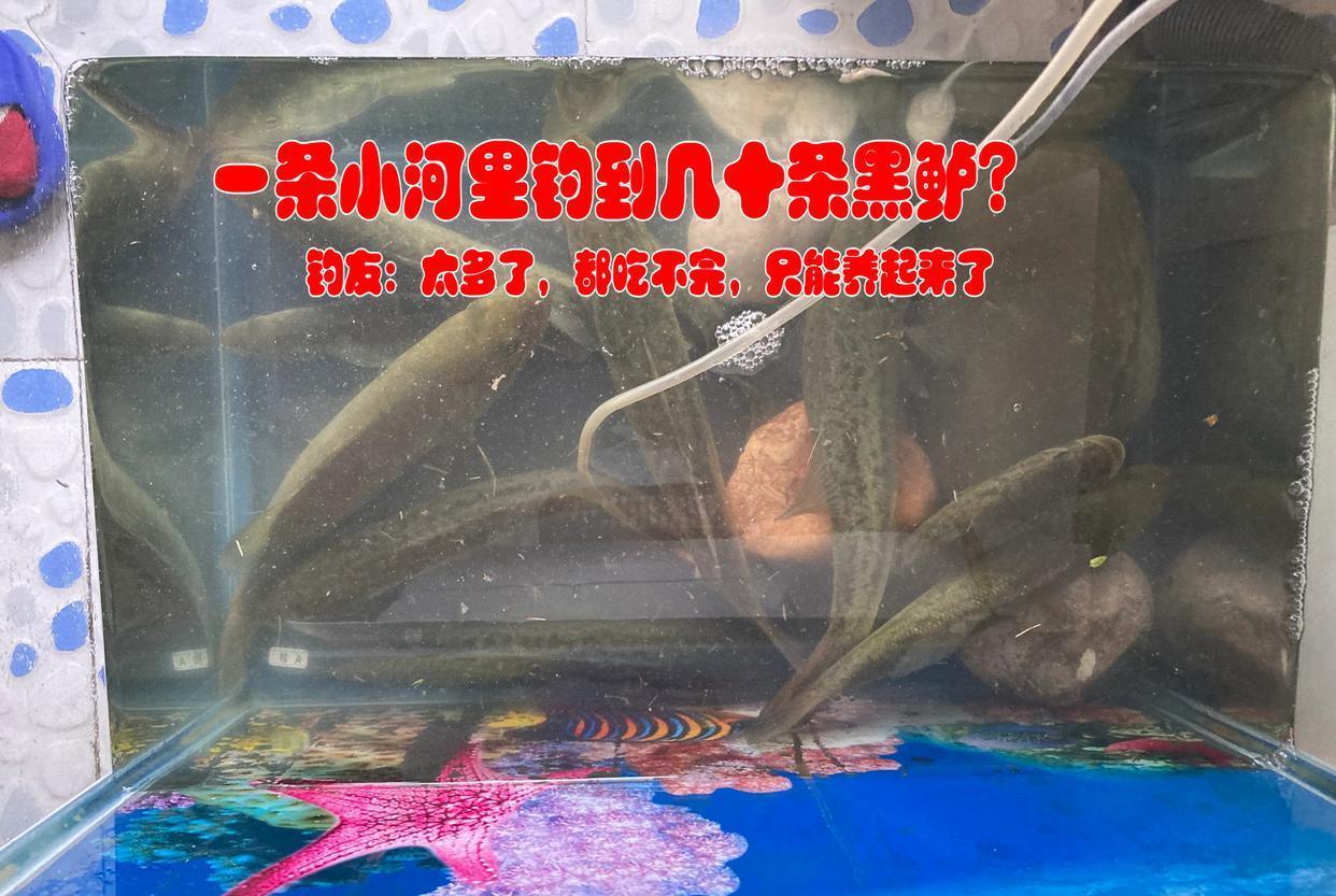 成都|有人故意放生美国黑鲈？成都小河惊现许多黑鲈，钓友钓了几十条