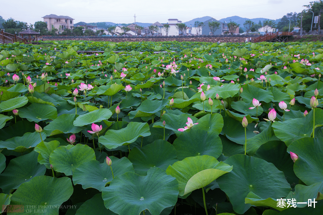 神农架|华东最大的乡村荷花池，荷花含苞欲放，关键还免费，你心动了吗？