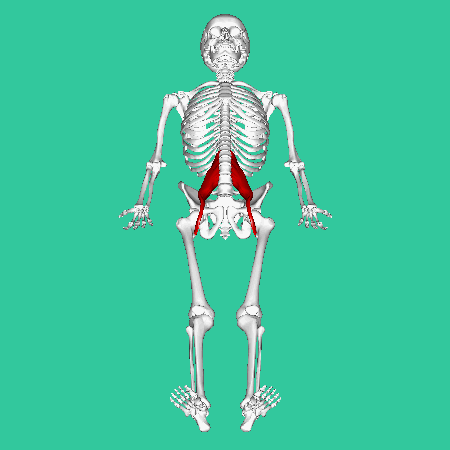 |「弹响髋」大腿根嘎嘣响,不仅尴尬还伤身?