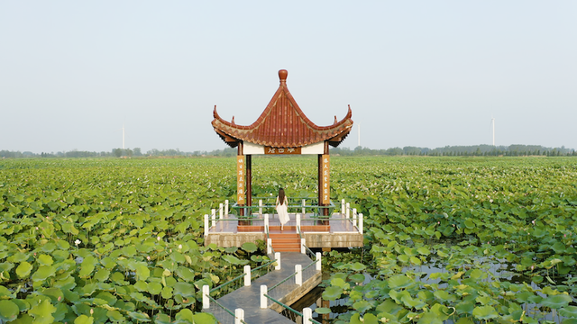 广西|又是一年赏荷季,荷都金湖莲叶田田