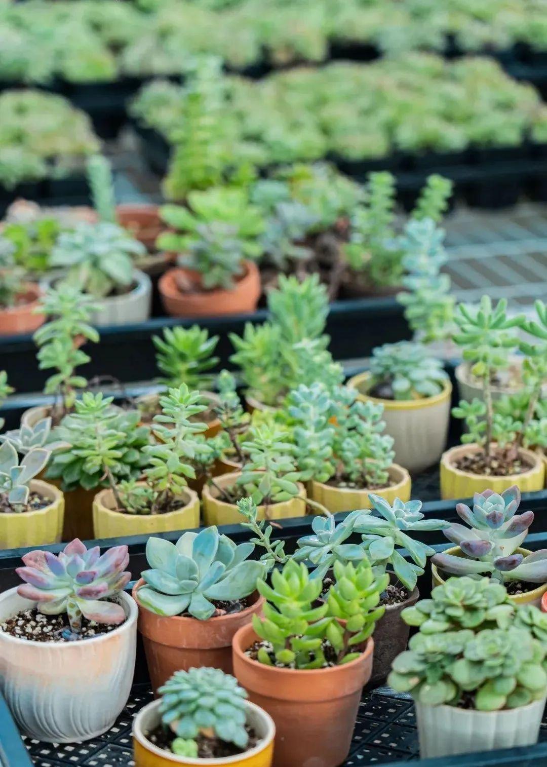 身份证|初冬，这里超萌！