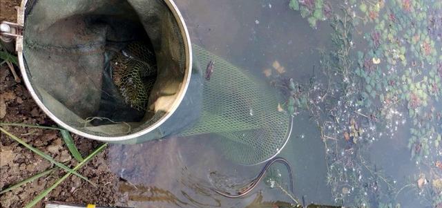 饵料|钓鱼被“打劫”!大蛇径直爬上鱼护,还赖着不走了,网友:怕啥?