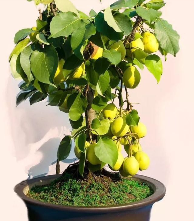 上海市|“客厅养树,十有九富”!老祖宗留下的“规矩”,说的太有道理了