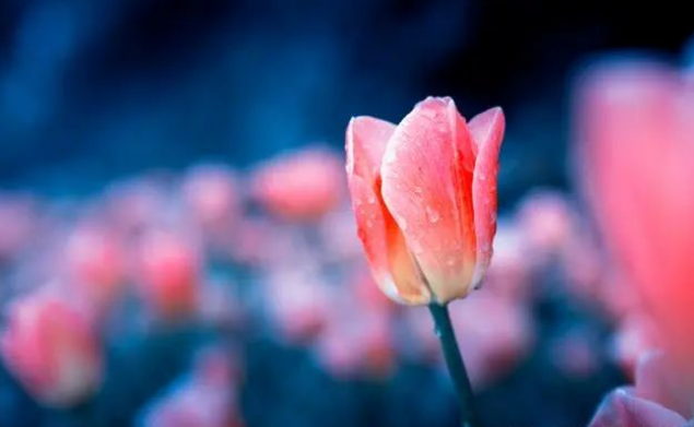 摄影技巧:户外拍照,怎么解决背景杂乱的问题?