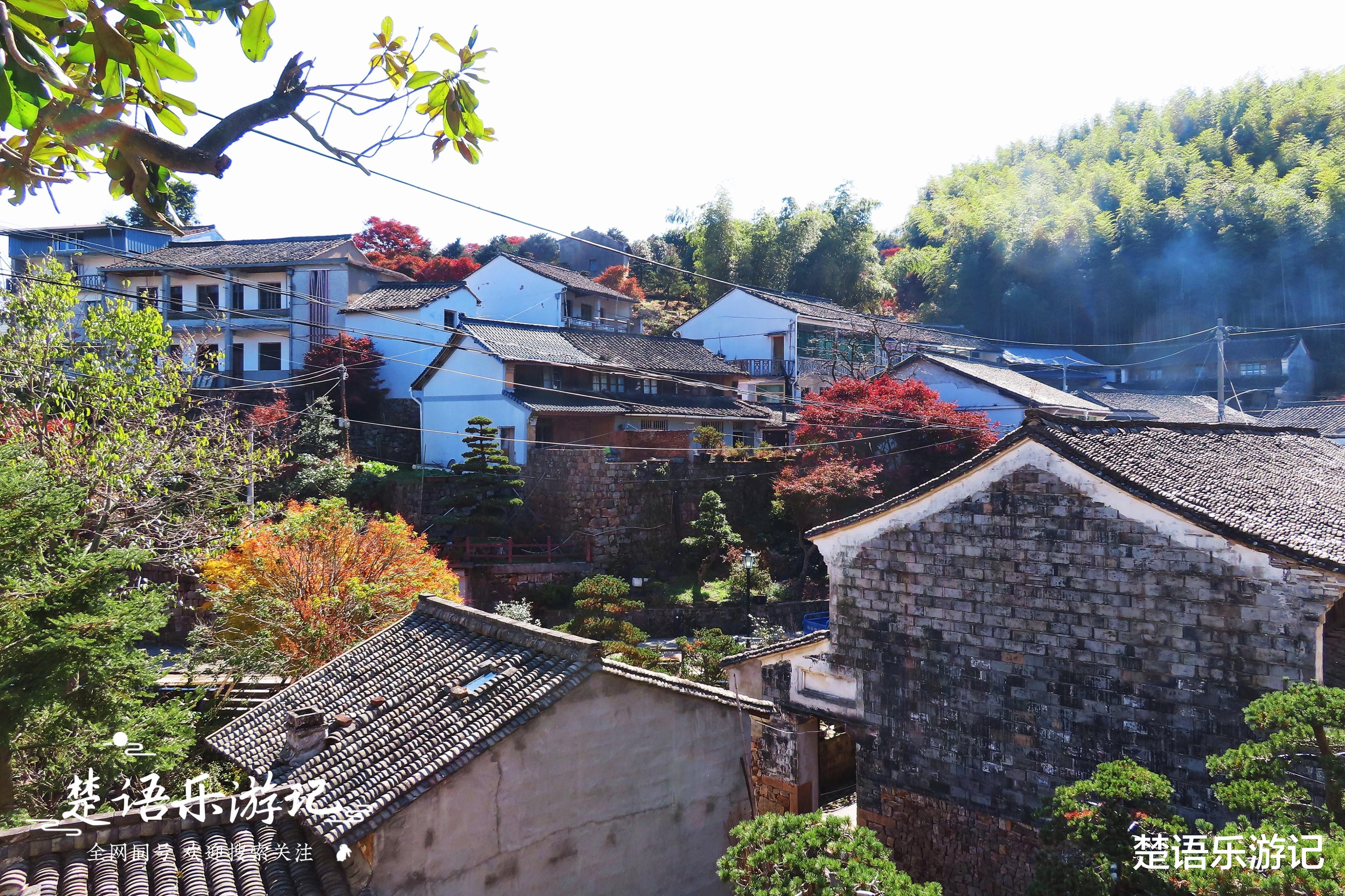 张家界|宁波这个古村盛产盆景，村外漫山红枫和黄叶，景色优美却少有人来