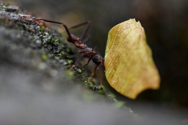 全球至少2万兆只蚂蚁 维护区域生态系统