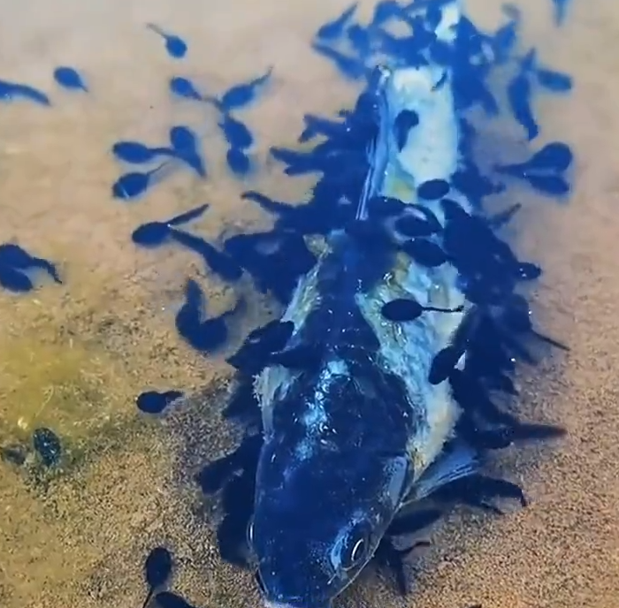 |半斤重鲫鱼被蝌蚪吃了，你信么？一群蝌蚪真能干掉一条生病的鲫鱼