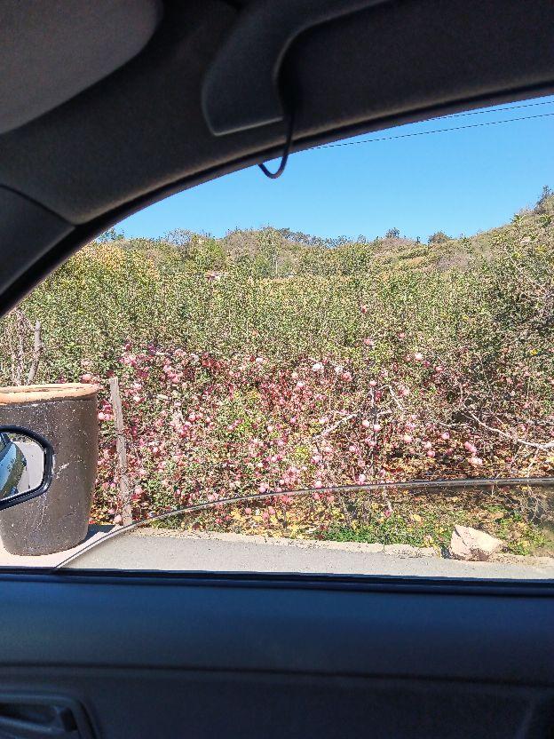 交通法规 清晨爱车准备出发