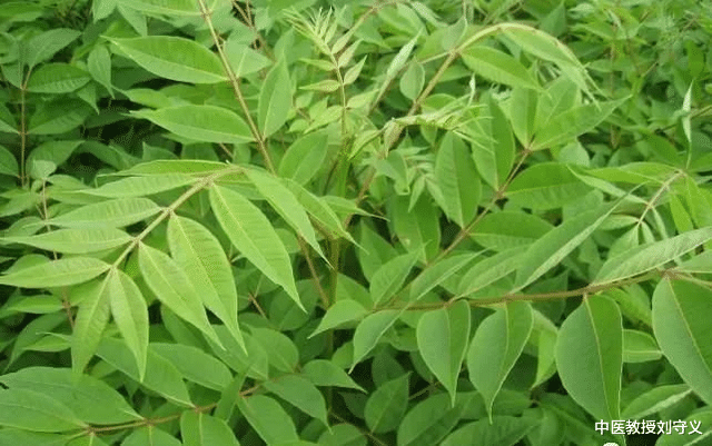 黄柏|分享一味抗癌中药——黄柏,功效清热解毒、泻火燥湿,组方应用多