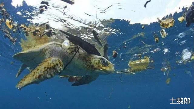 海底3700米下拍到的一张照片,让人不禁疑惑:这还是地球吗?
