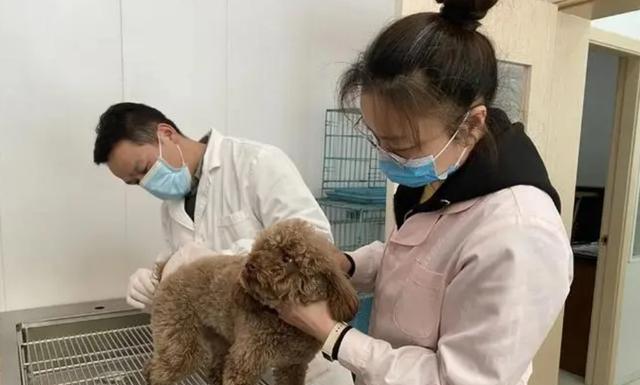 狂犬病究竟有多可怕?发作后几乎无药可救,打疫苗也不安全?