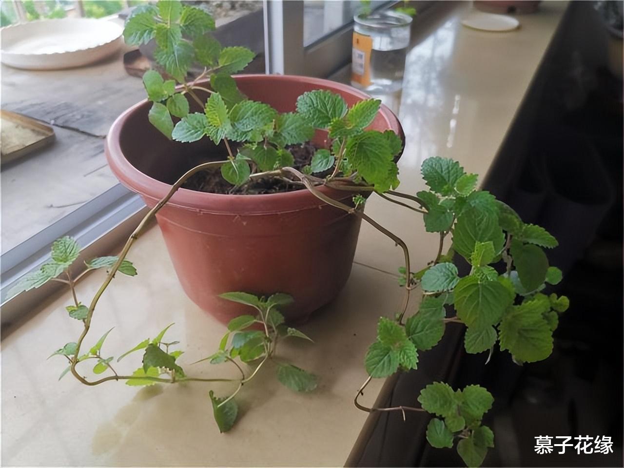 5种花草,养在卧室,装饰家居的同时,还能净化空气、助睡眠