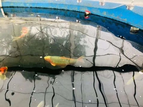 浙江:这条鱼,卖了7万元