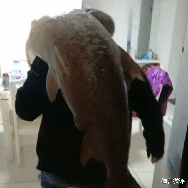 相声|历经一个多小时大战，63斤重鲶鱼被钓出水