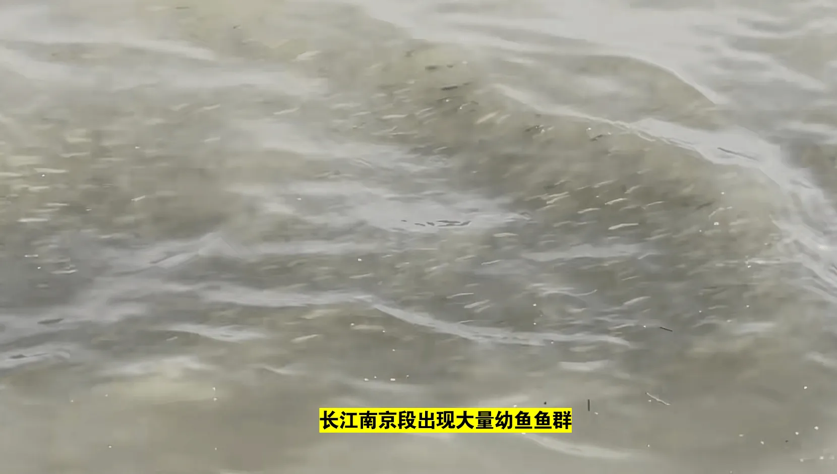 150吨鱼!鱼多到染黑了水面,长江禁渔效果显著,会鱼满为患吗?