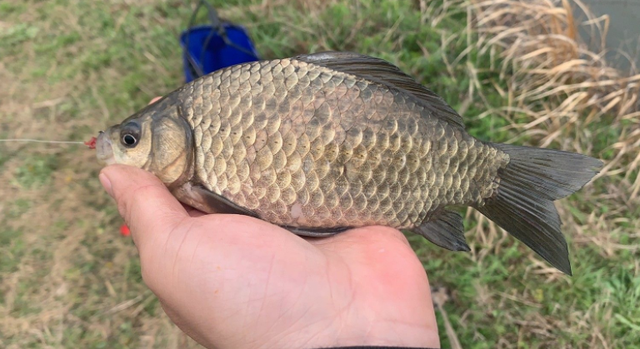|野钓如何选鱼钩?先确定目标鱼最重要