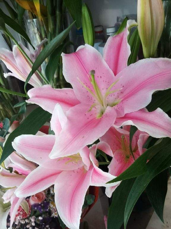 老话说“香花卧室不养人”，这句话不能不信，太有依据