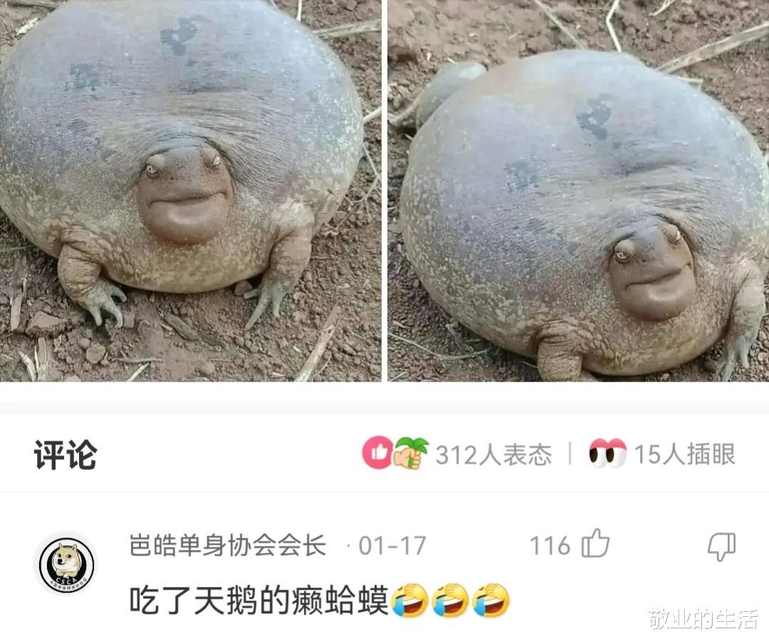 游泳的时候从水里捞的,不是蝌蚪,它到底是什么?