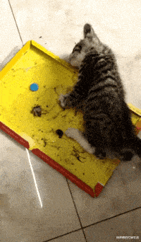 |“生在显赫的贵族家族里是种怎样的体验？”涨见识了