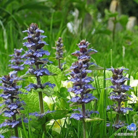 7种“庭院花”，好看好养，不用经常打理，适合妆点自家小院