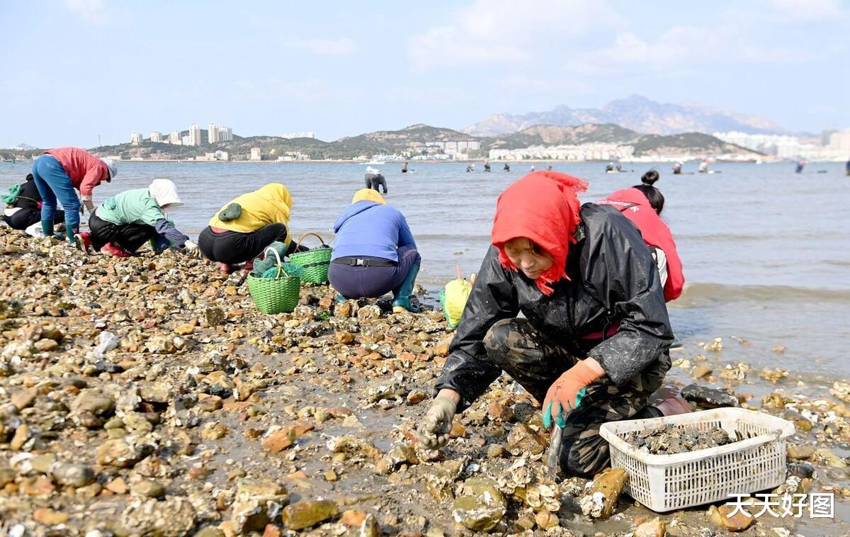 一挖一麻袋根本不要钱,青岛海滩出现大量海鲜,本地大妈拎到手软
