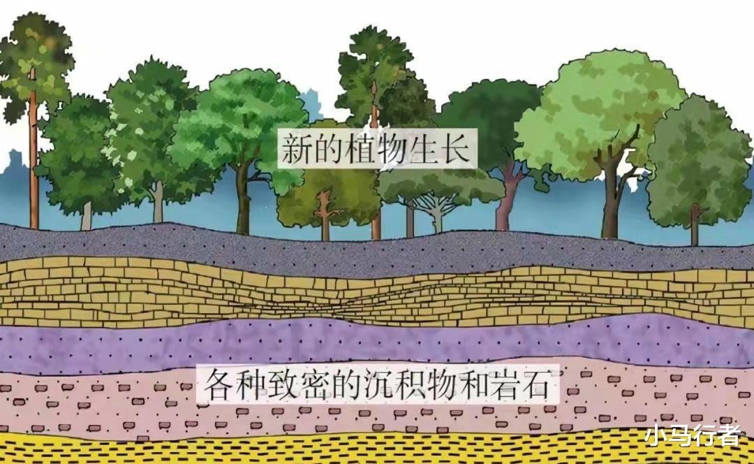 煤层是植物演化而来的?那百米厚的煤层,需要多少植物堆在一起?