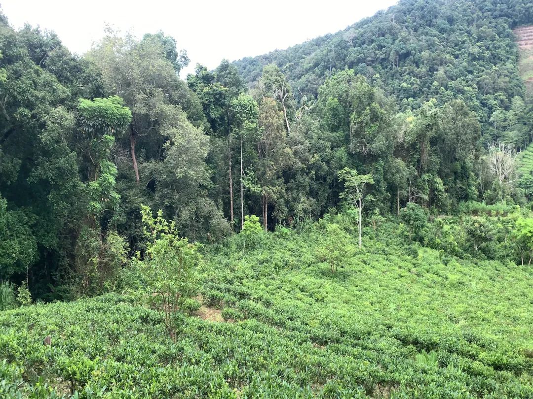 旅行|【老徐谈茶】第288期：老徐带你探寻长在原始森林中的高杆古茶树！