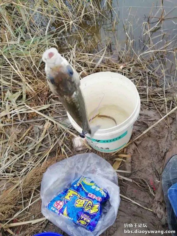 撒网|腥香+酒米,抢了一盆鲫