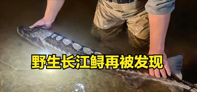 消失了20年的长江鲟在湖北被发现,为何野外灭绝的鱼会“复活”?