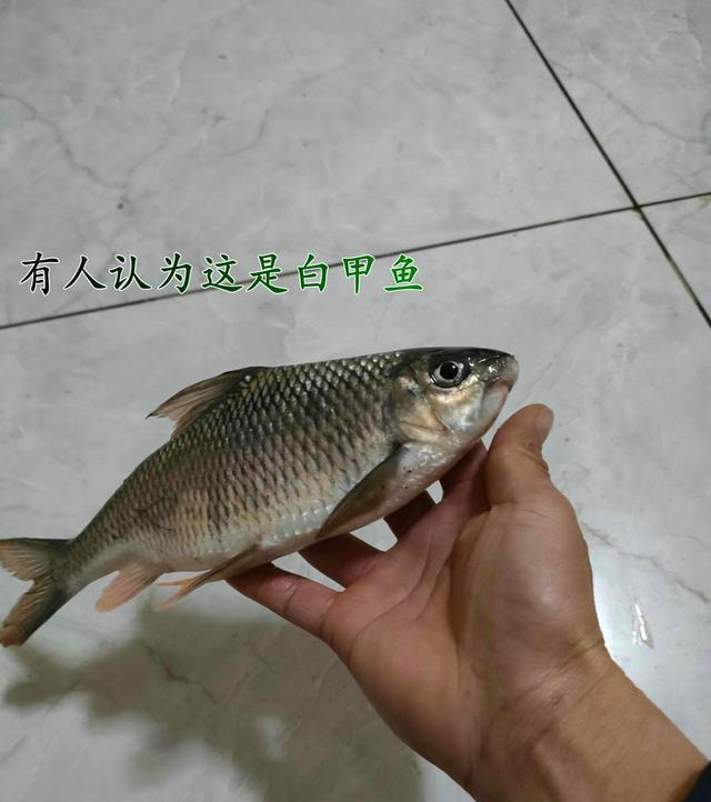 广东省|广东男子多次钓到怪鱼，全吃了后才得知是白甲鱼，男子：有点怕