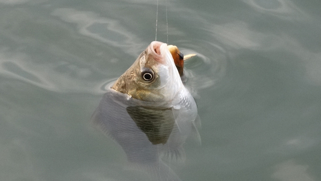 鲤鱼|春季钓鲤鱼，注重饵料的搭配使用，上鱼快鱼获多