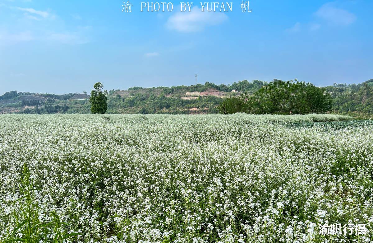 导游|重庆又一片免费的赏花地，萝卜花开成海，可惜藏在乡村鲜为人知