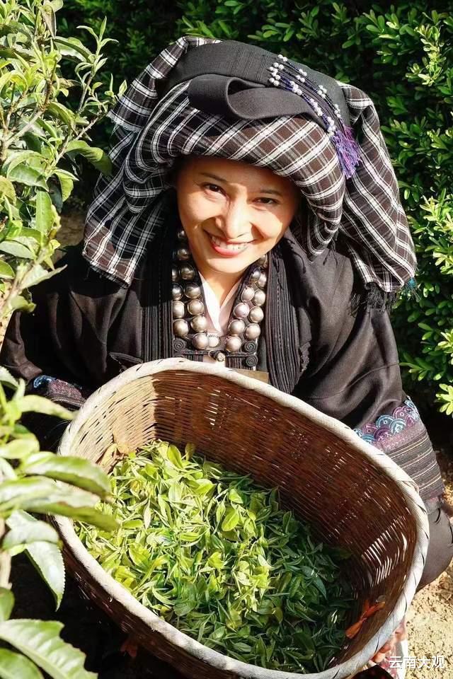 |云南临沧凤庆绿美茶园“只此青绿”独自娇