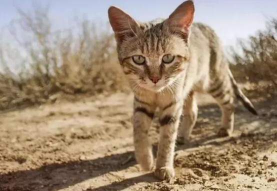 猫为何不怕老虎?96%相似的基因,唯一的差别也许你已经猜到了